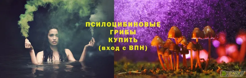 Псилоцибиновые грибы Psilocybe  Красавино 